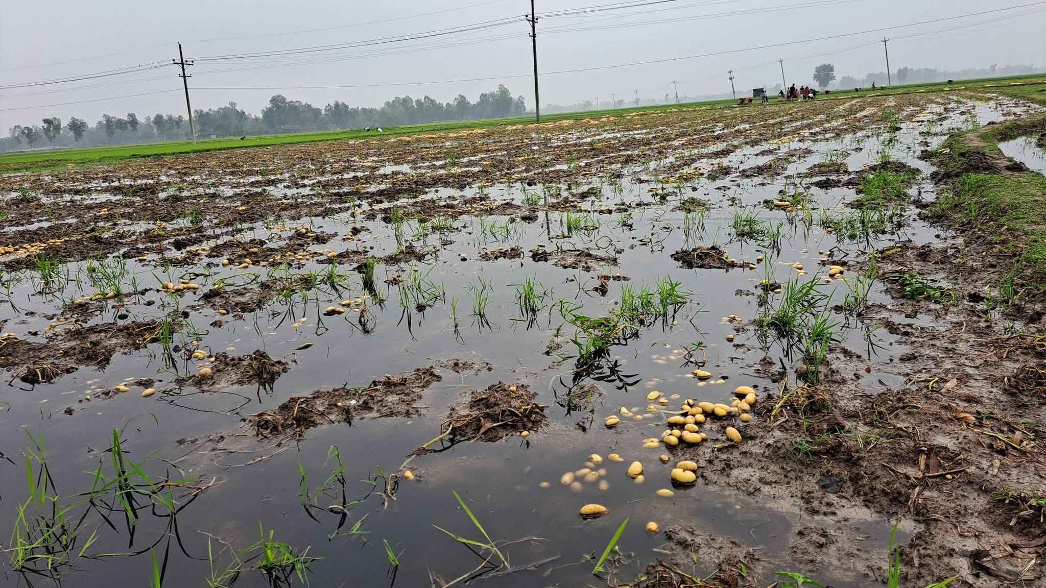 গাইবান্ধায় আকস্মিক বর্ষণে পানির নিচে আলুখেত, ক্ষতির শঙ্কা