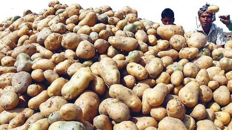 বাংলাদেশি আলুর জন্য উন্মুক্ত ভিয়েতনামের বাজার