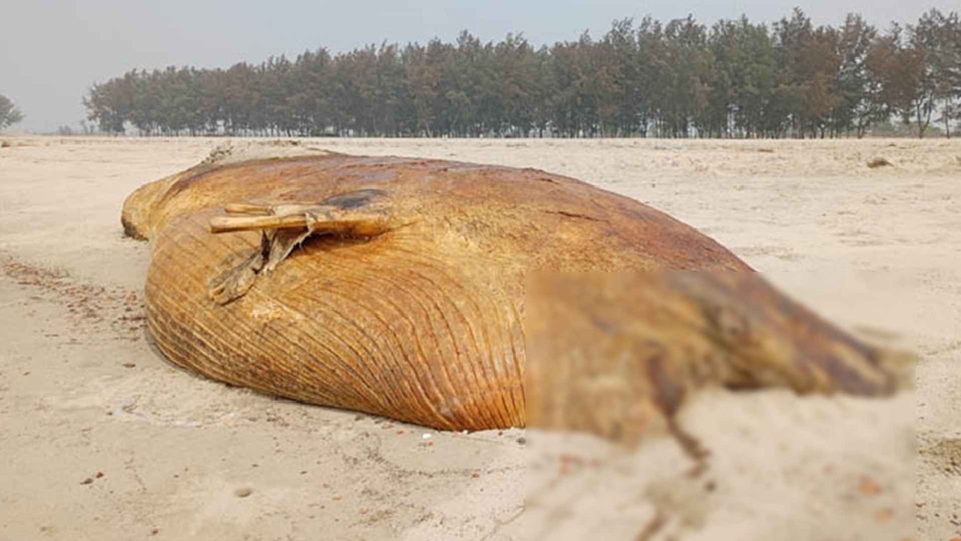 সৈকতে ভেসে আসা মৃত তিমির দুর্গন্ধে অতিষ্ঠ জনজীবন