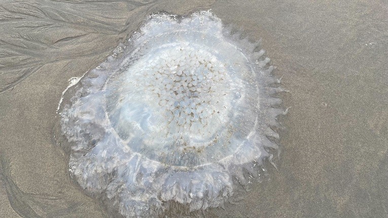 57199d5a-fbea-4d25-b236-15633b2fd6d8