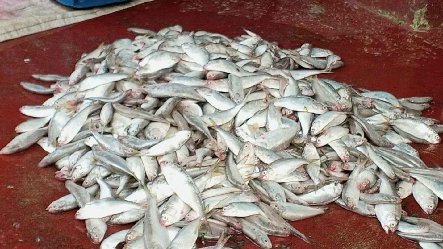 চাঁদপুরে নিষেধাজ্ঞা অমান্য করে প্রকাশ্যে জাটকা ইলিশ বিক্রি