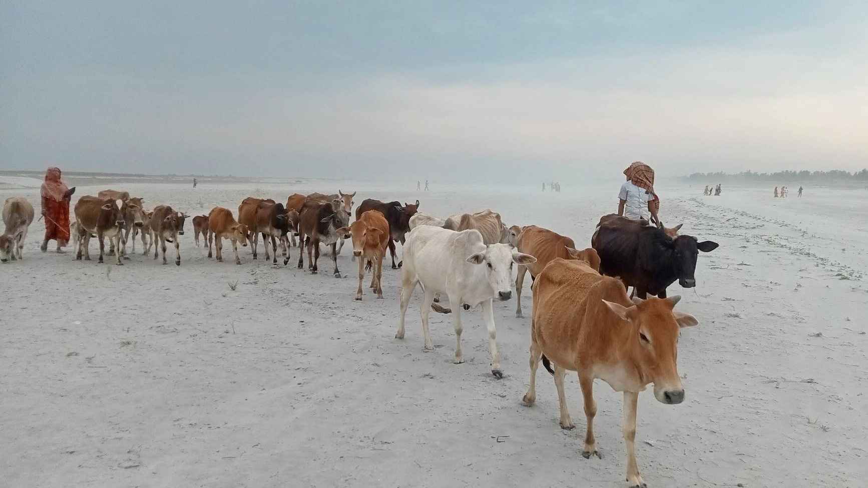দুধ-মাংস উৎপাদনে চরাঞ্চলে পাল্টে যাচ্ছে অর্থনীতির চাকা