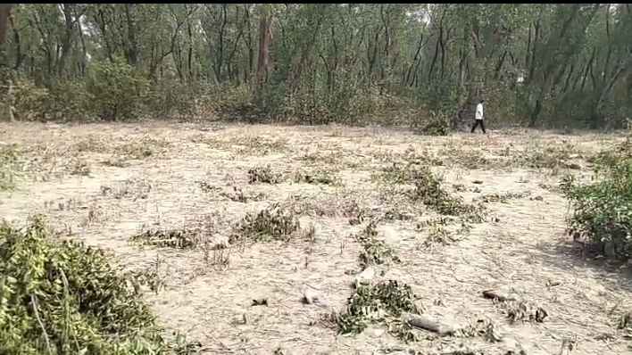 হাতিয়ায় গাছ কাটতে বাধা দেওয়ায় বন প্রহরীদের ওপর আক্রমণের অভিযোগ