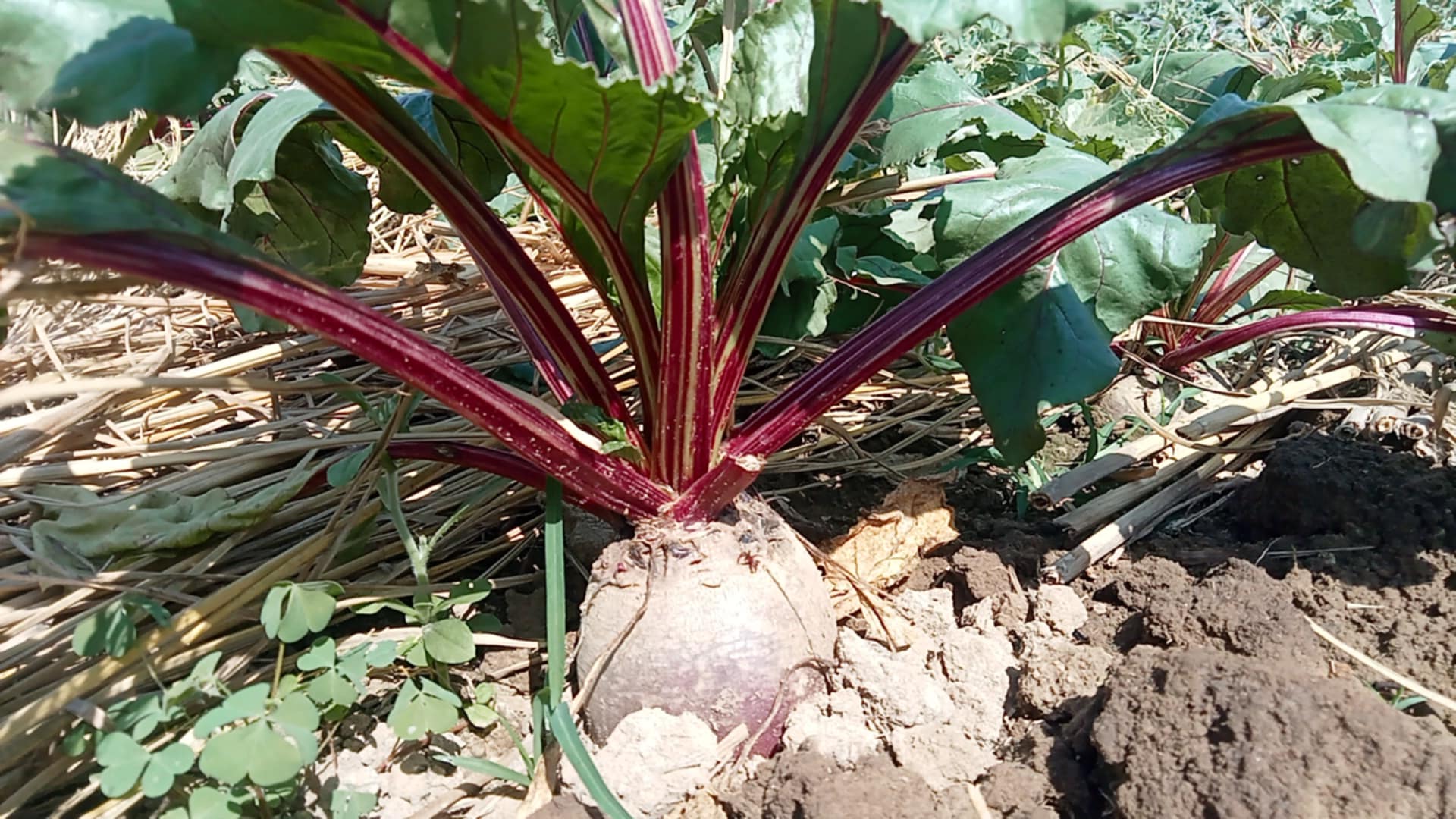 855c9009-ccdb-4f7c-a4b5-514a467031a5 855c9009-ccdb-4f7c-a4b5-514a467031a5