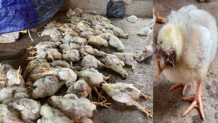 মিরসরাইয়ে অ্যাসিড ছুড়ে ২০০ মুরগি হত্যার অভিযোগ