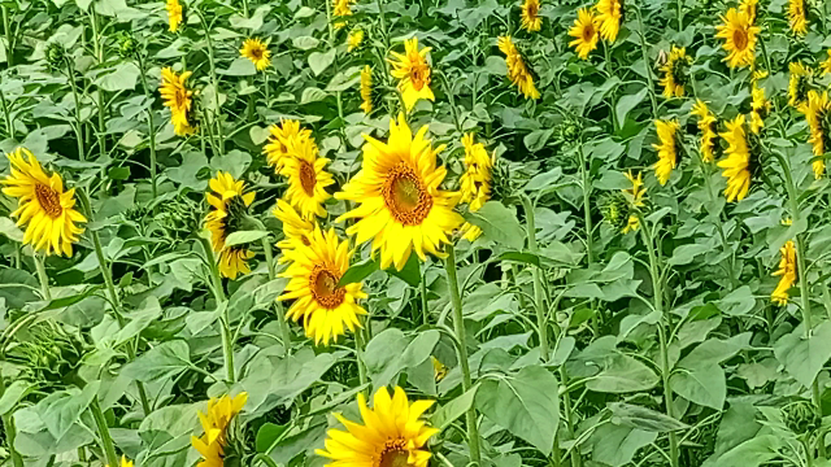 সূর্যমুখী চাষে স্বপ্ন দেখছেন দিনাজপুরের কৃষক