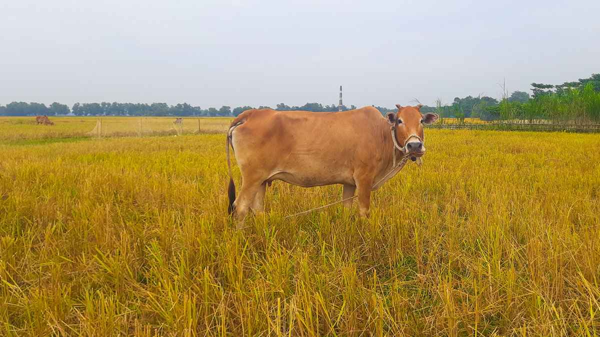 নেত্রকোনায় ধান খেয়েছে গরু, প্রতিবাদ করায় কৃষককে পিটিয়ে হত্যা