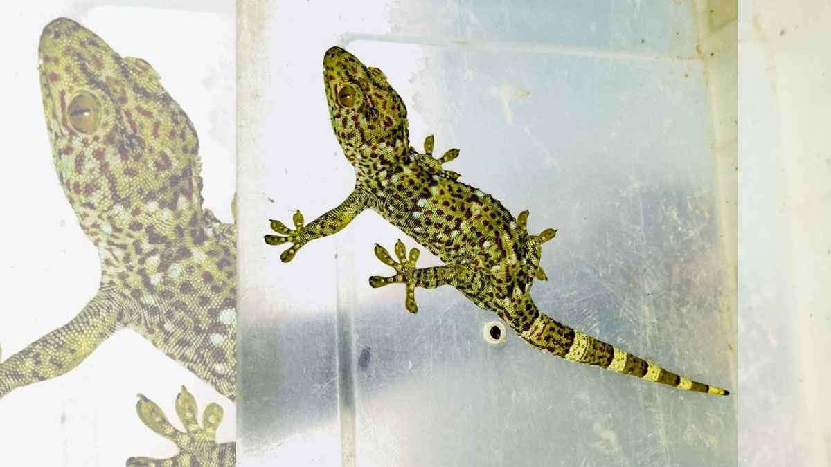 শ্রীমঙ্গলে বিপন্ন তক্ষক নিয়ে গুজব, পরে উদ্ধার