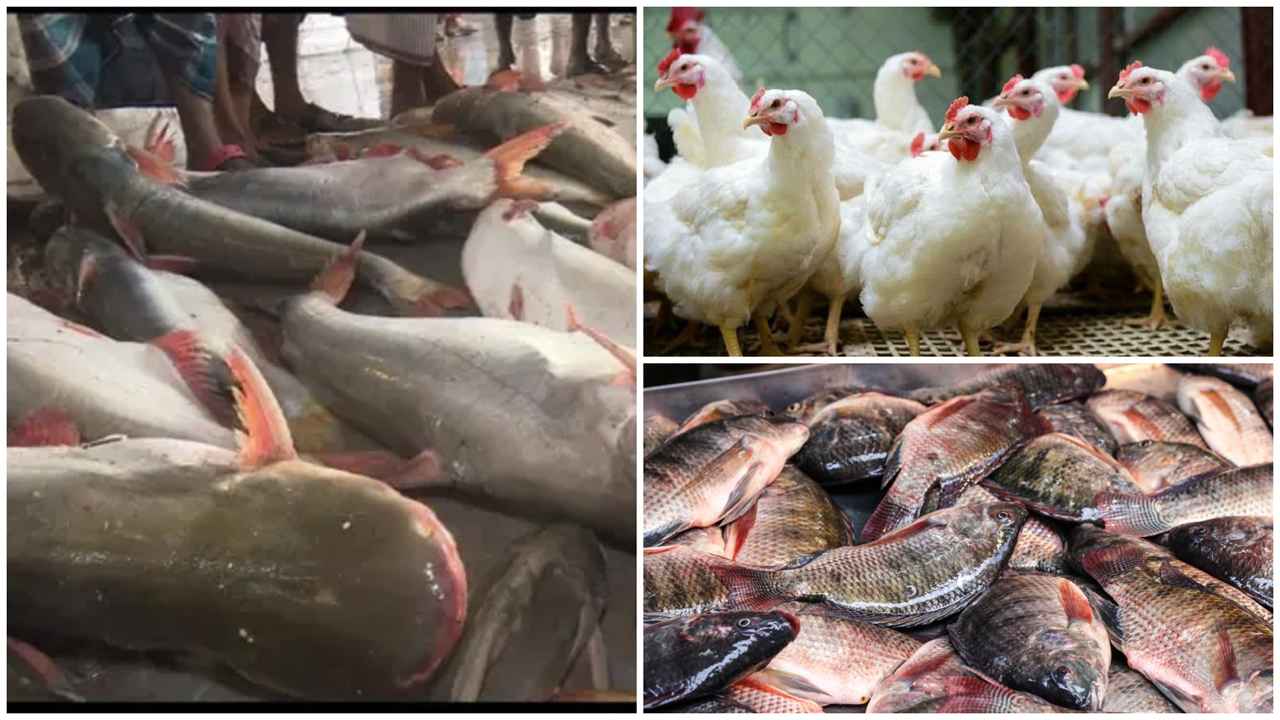 নিম্ন-মধ্যবিত্তের ভরসা পাঙ্গাস-তেলাপিয়া ও ব্রয়লারে