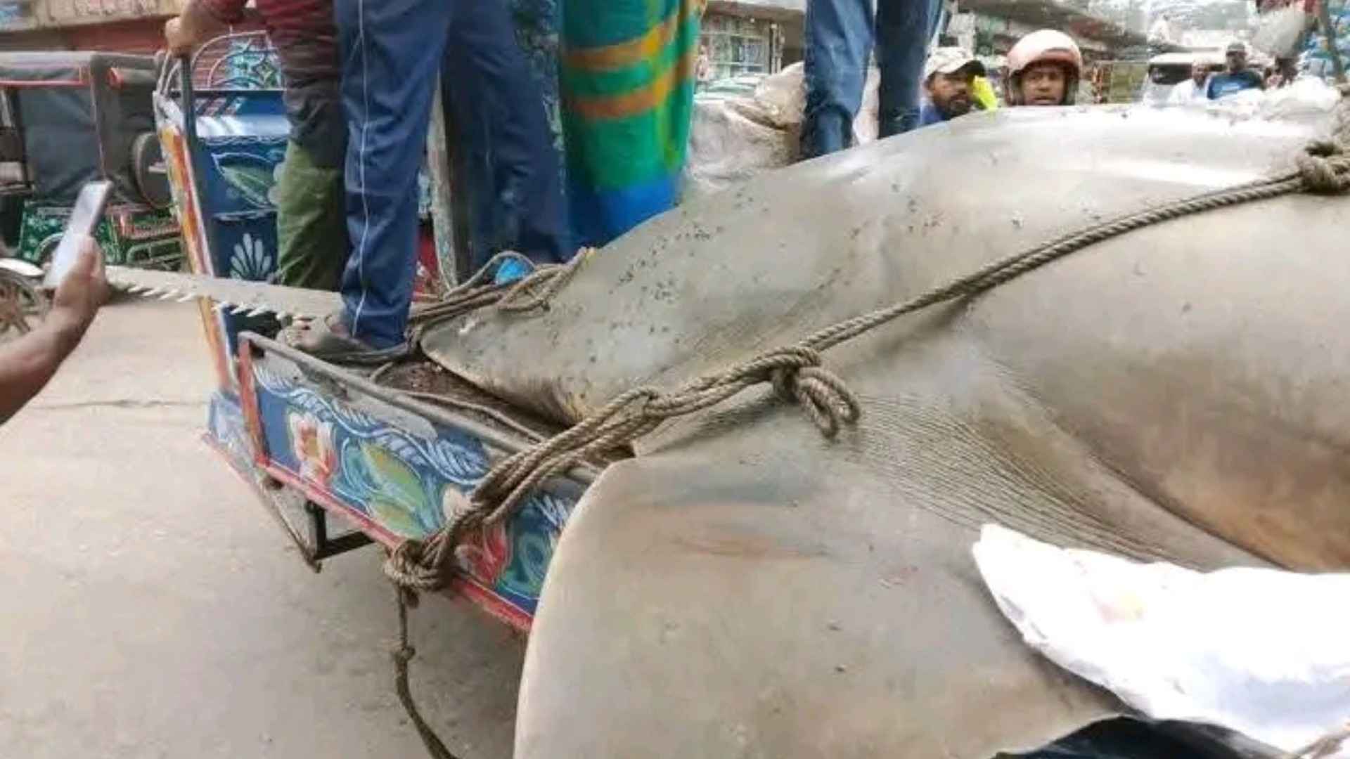 ঝালকাঠিতে জেলের জালে ২৫ মণের ‘করাতি’ মাছ, আড়াই লাখে বিক্রি