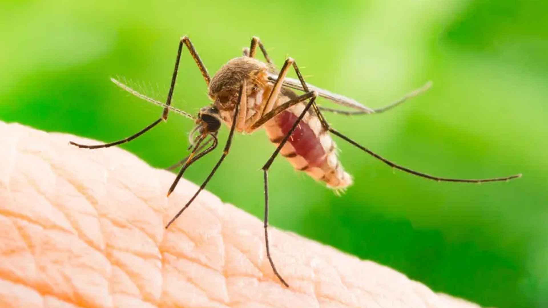 স্প্রে-কয়েল ছাড়াই মশা তাড়ান ঘরোয়া উপায়ে 