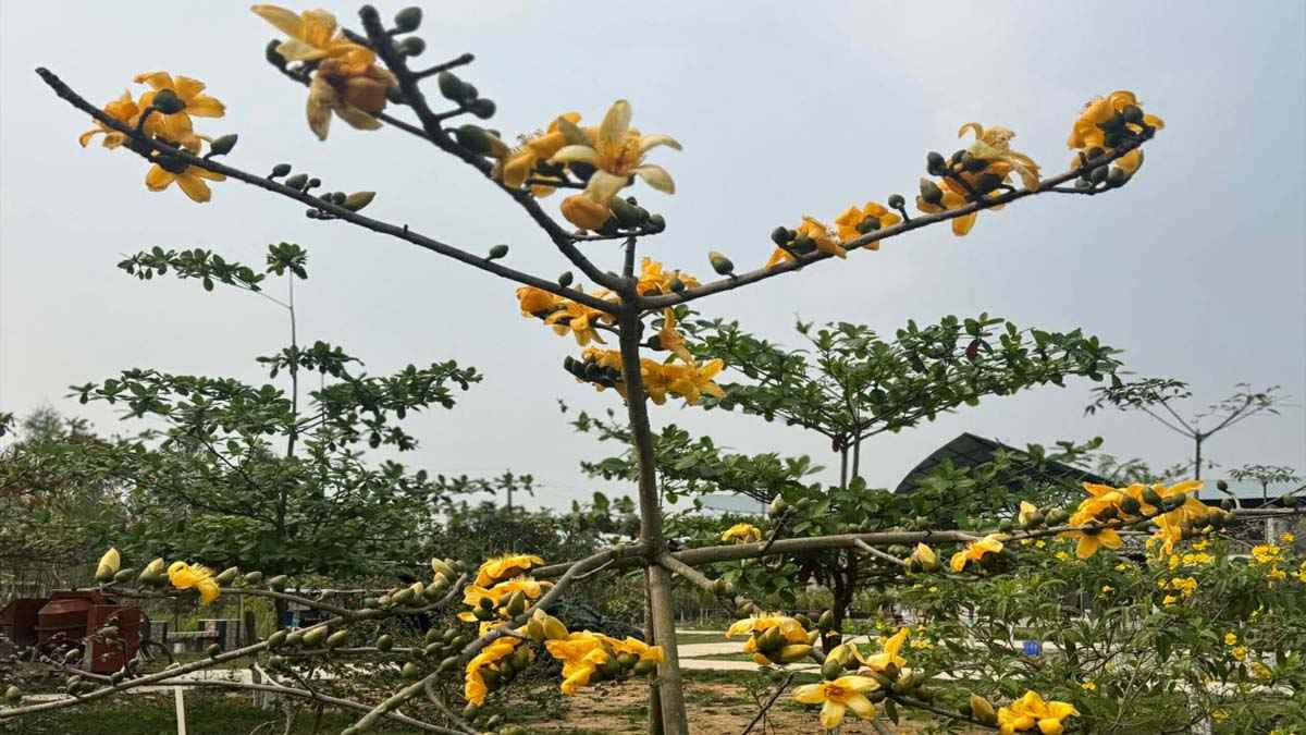 চেনা বসন্তে অচেনা রঙ, মৌলভীবাজারে হলুদ শিমুল