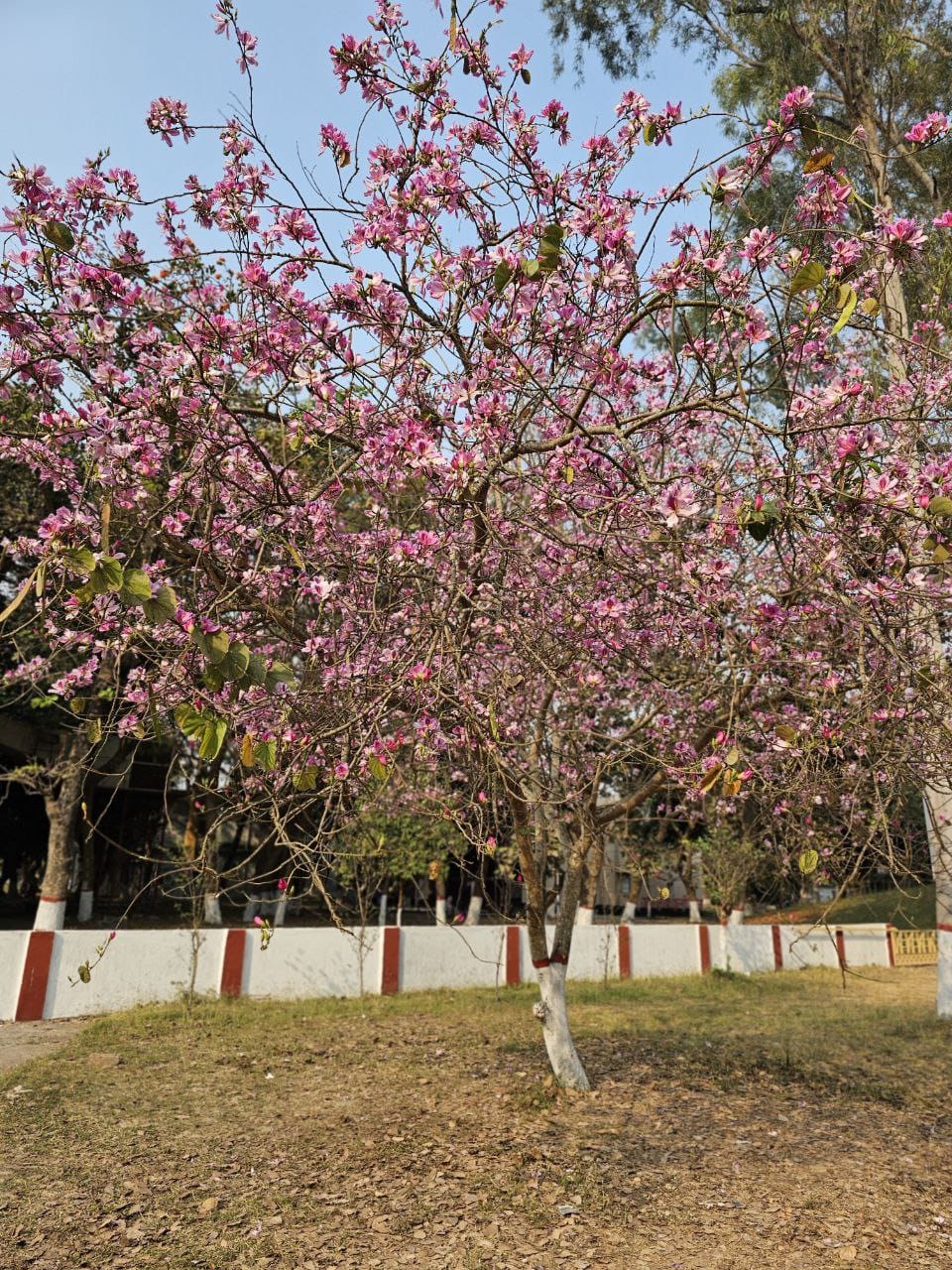 WhatsApp_Image_2026-03-11_at_1.52.11_PM