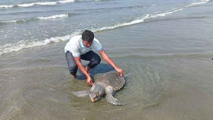 কক্সবাজার সমুদ্র উপকূলে দুই মাসে ৭০টি মৃত কচ্ছপ উদ্ধার