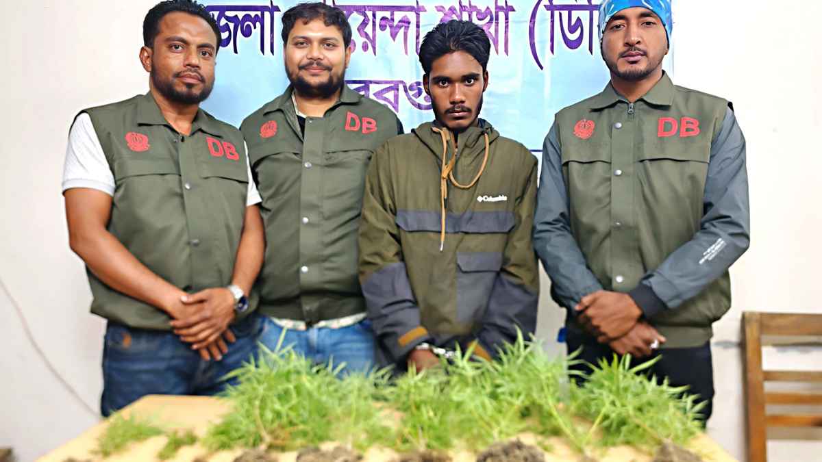 বরগুনায় ডিবি পুলিশের অভিযানে ৯ গাঁজা গাছ উদ্ধার