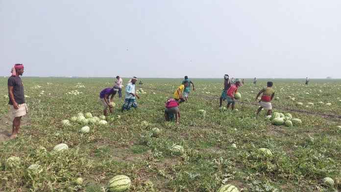 পাইকার না থাকায় ফলন ভালো হয়েও লোকসানে তরমুজ চাষিরা