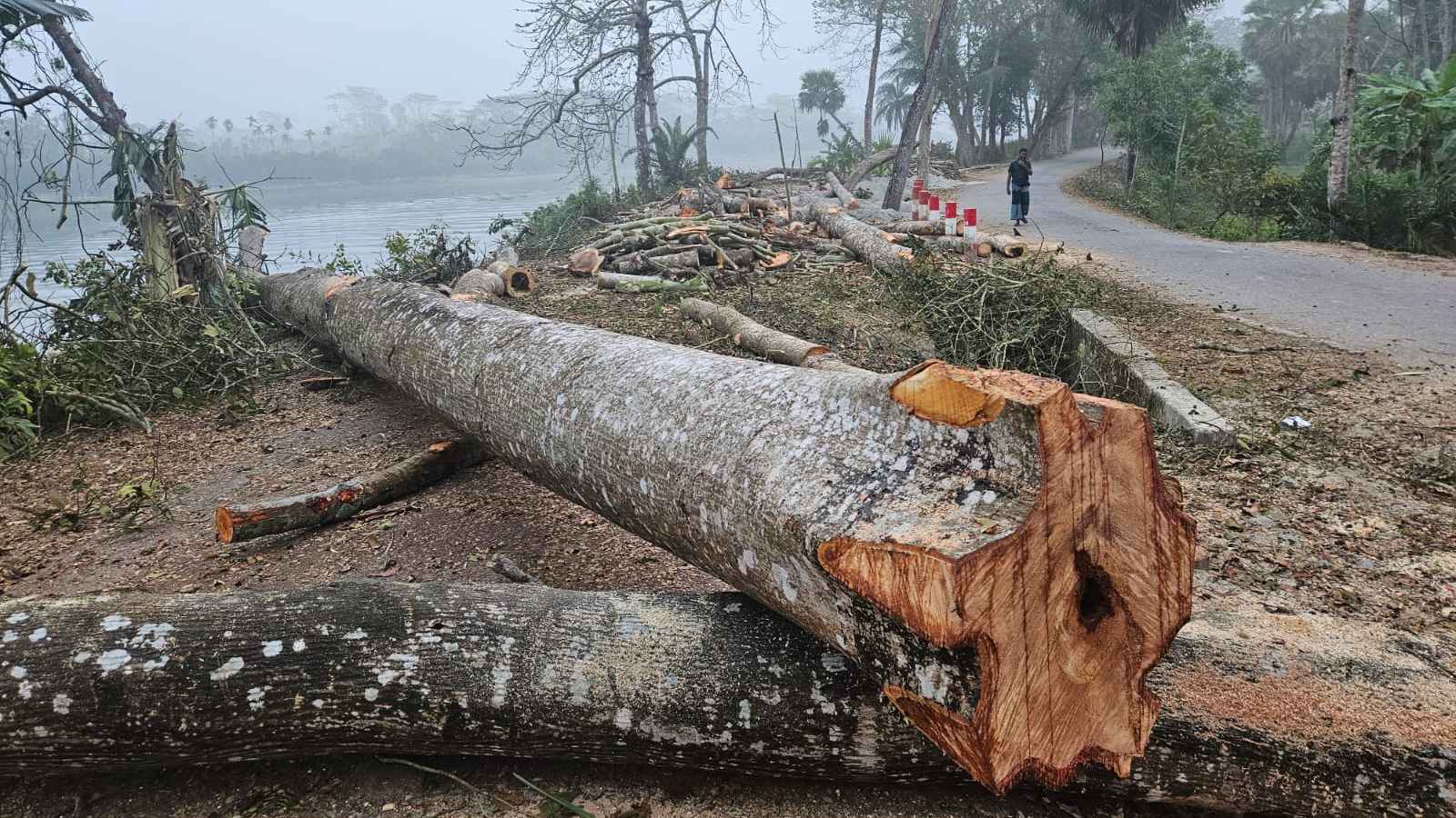 ঝালকাঠিতে ১২০টি গাছ কাটার পর প্রায় দুই হাজার গাছ কাটার প্রকল্প স্থগিত