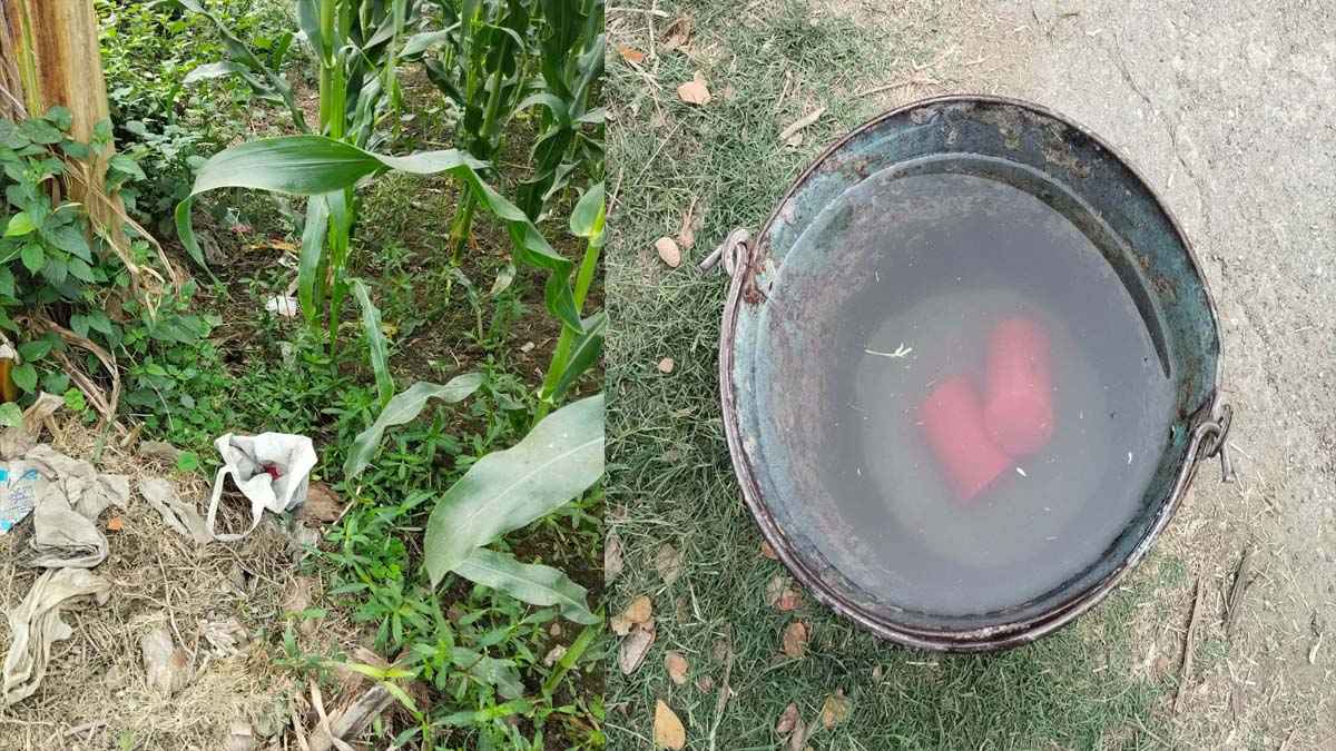 মেহেরপুরে ভুট্টা খেত থেকে ককটেল সদৃশ বস্তু উদ্ধার