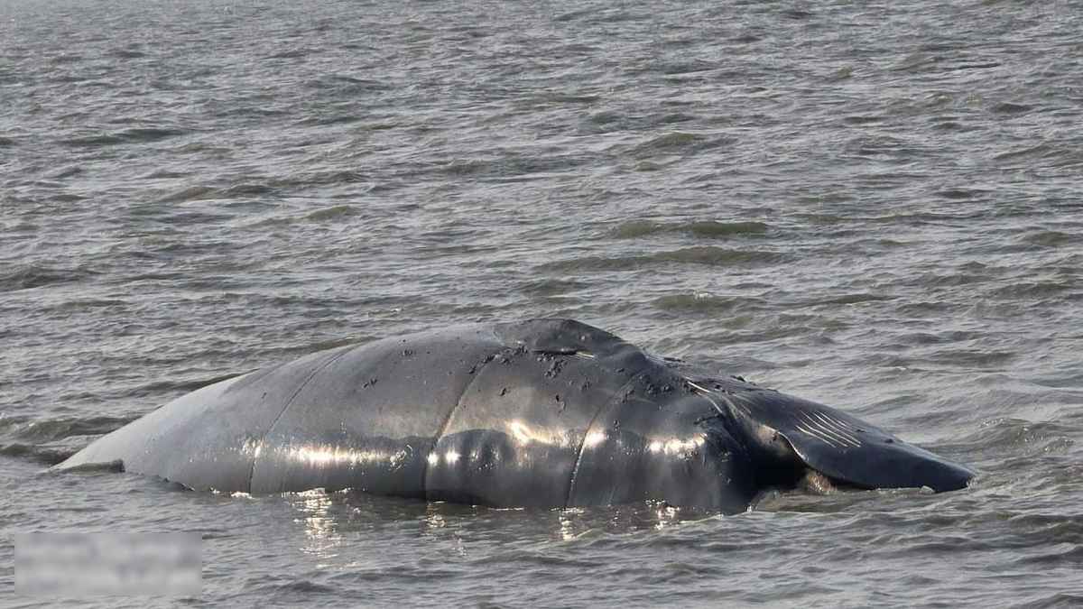 সৈকতে ভেসে এলো বিশালাকৃতির মৃত তিমি