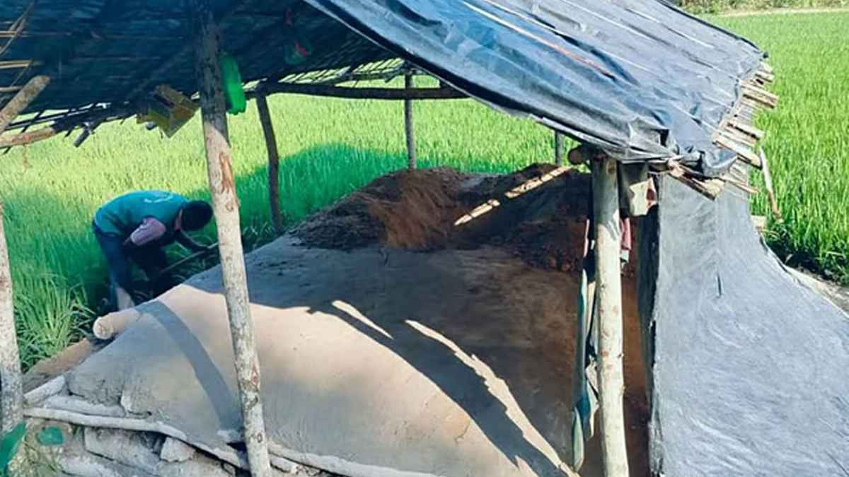 কক্সবাজারে বন্যহাতি হত্যা: মাটি চাপা দিয়ে মরদেহ গুমের চেষ্টা