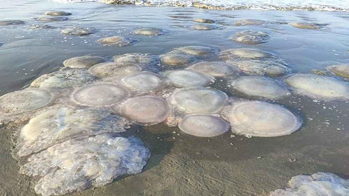 জোয়ারের পানিতে সমুদ্রতীরে ভেসে আসছে অসংখ্য মৃত জেলিফিশ