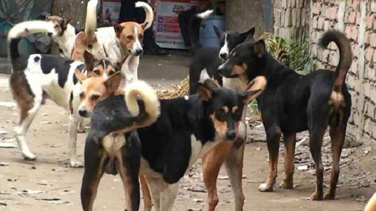 কেন্দুয়ায় কুকুরের কামড়ে সাংবাদিকসহ আহত ২০