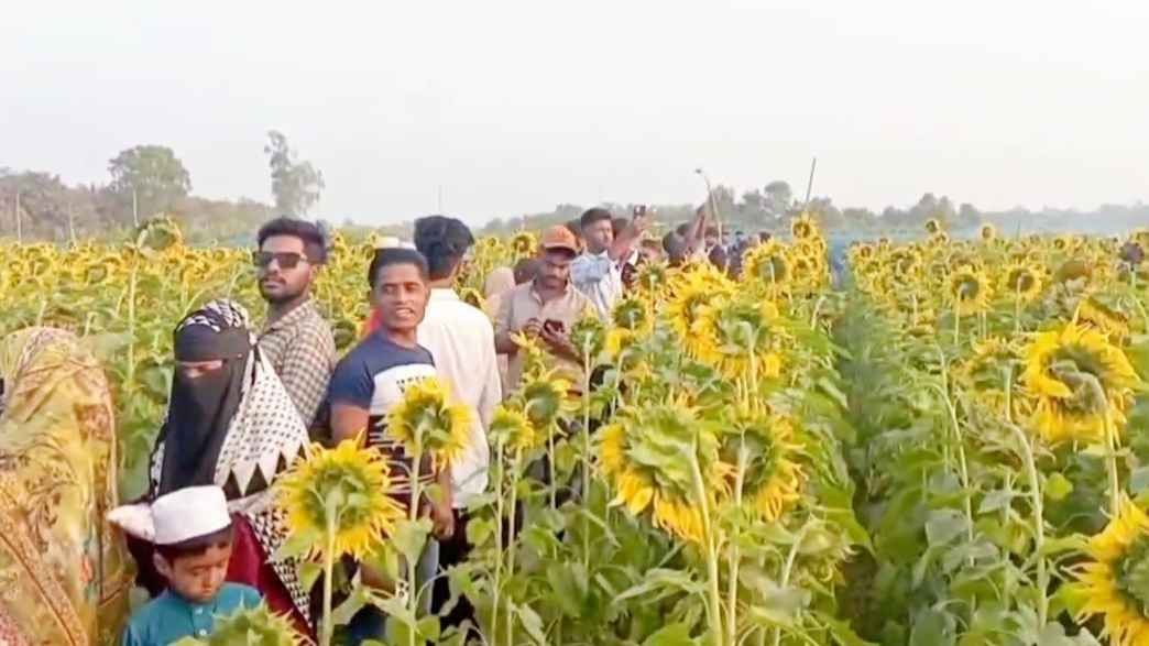 কুমিল্লায় চার বন্ধুর সূর্যমুখী চাষ, ৩০ টাকার টিকিটে মিলছে ছবি তোলার সখ