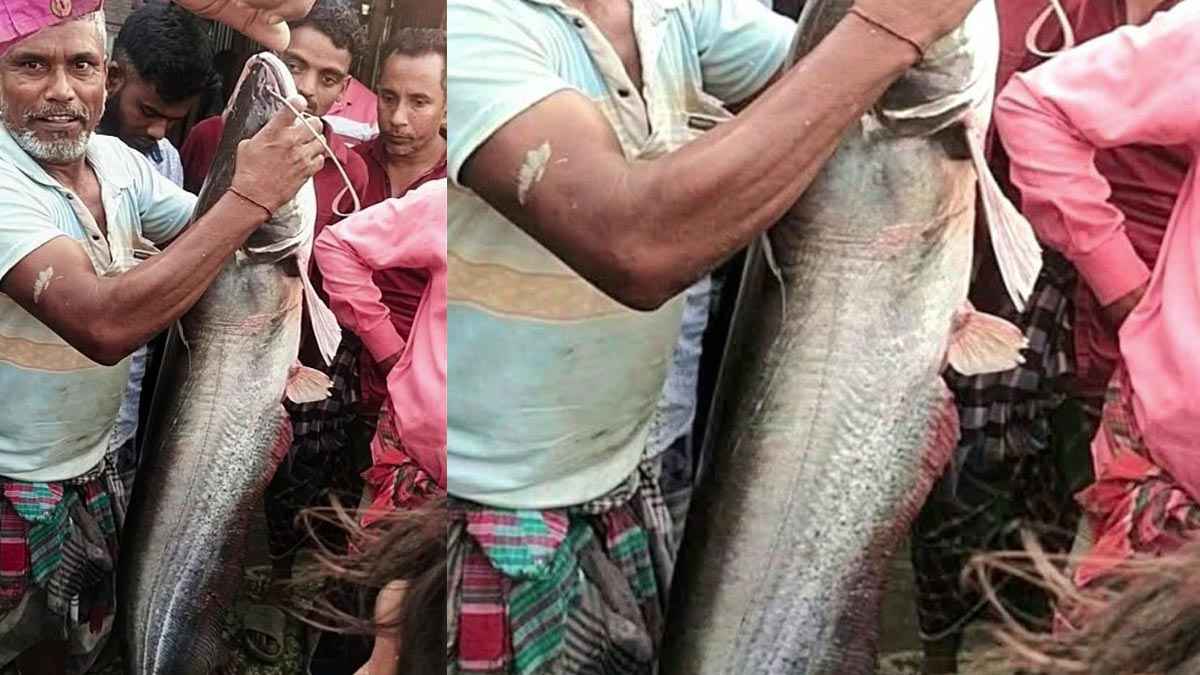 ব্রাহ্মণবাড়িয়ায় বড়শিতে ধরা পড়লো ১৬ কেজির বোয়াল 