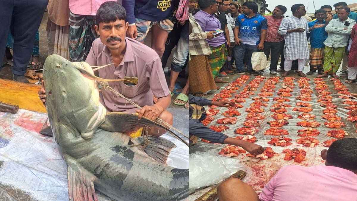 গাইবান্ধায় ব্রহ্মপুত্রে ধরা পড়ল ৯০ কেজির বাঘাইর, ১ লাখে বিক্রি
