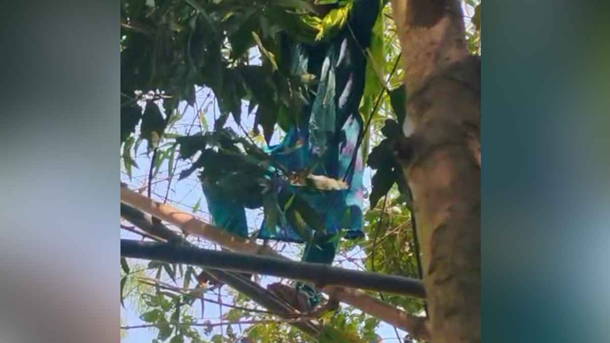 মা-ভাইয়ের সঙ্গে অভিমান করে গাছের মগডালে উঠলেন নারী