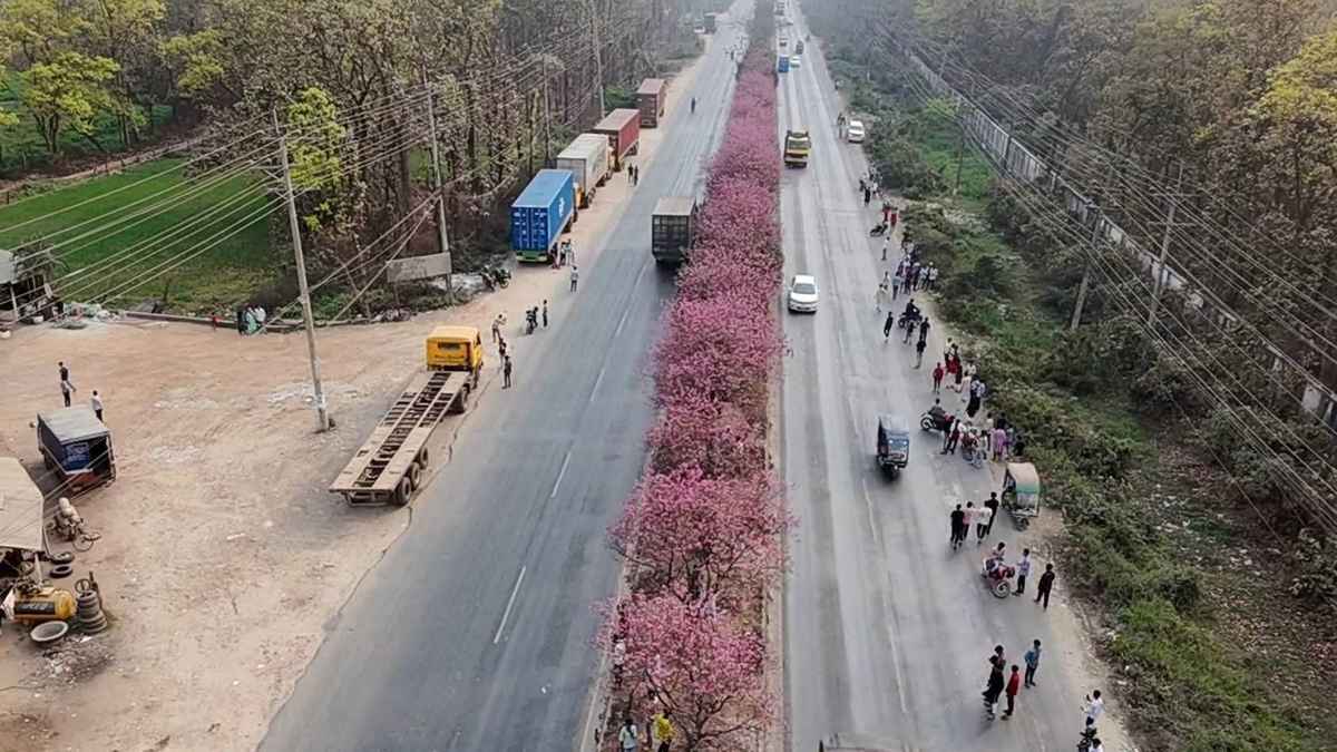 গাজীপুরে মহাসড়কের বুক চিরে ফুলের স্বর্গরাজ্য