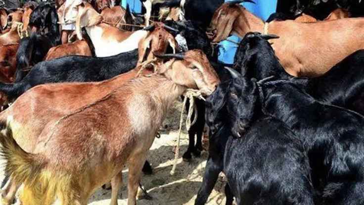 বাসের বক্সে গাদাগাদি করে আনার পথে শ্বাসরোধে ৫৫ ছাগলের মৃত্যু