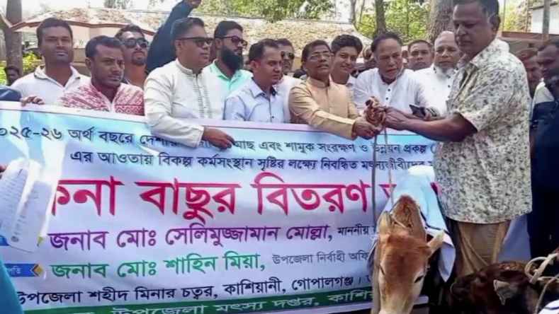 গোপালগঞ্জে জেলেদের মাঝে বাছুর বিতরণ এমপির