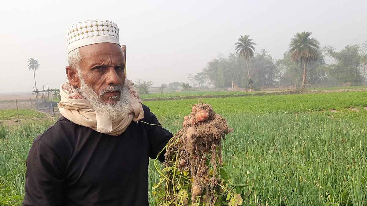 হবিগঞ্জে পেঁয়াজের সঙ্গে আলু-ধনিয়া চাষ, কৃষক লাভবান