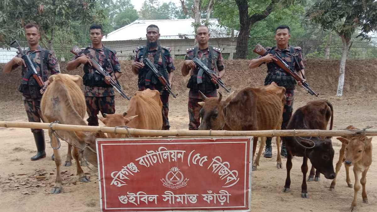হবিগঞ্জে ৫ ভারতীয় গরুসহ ৪৮ বোতল মদ জব্দ