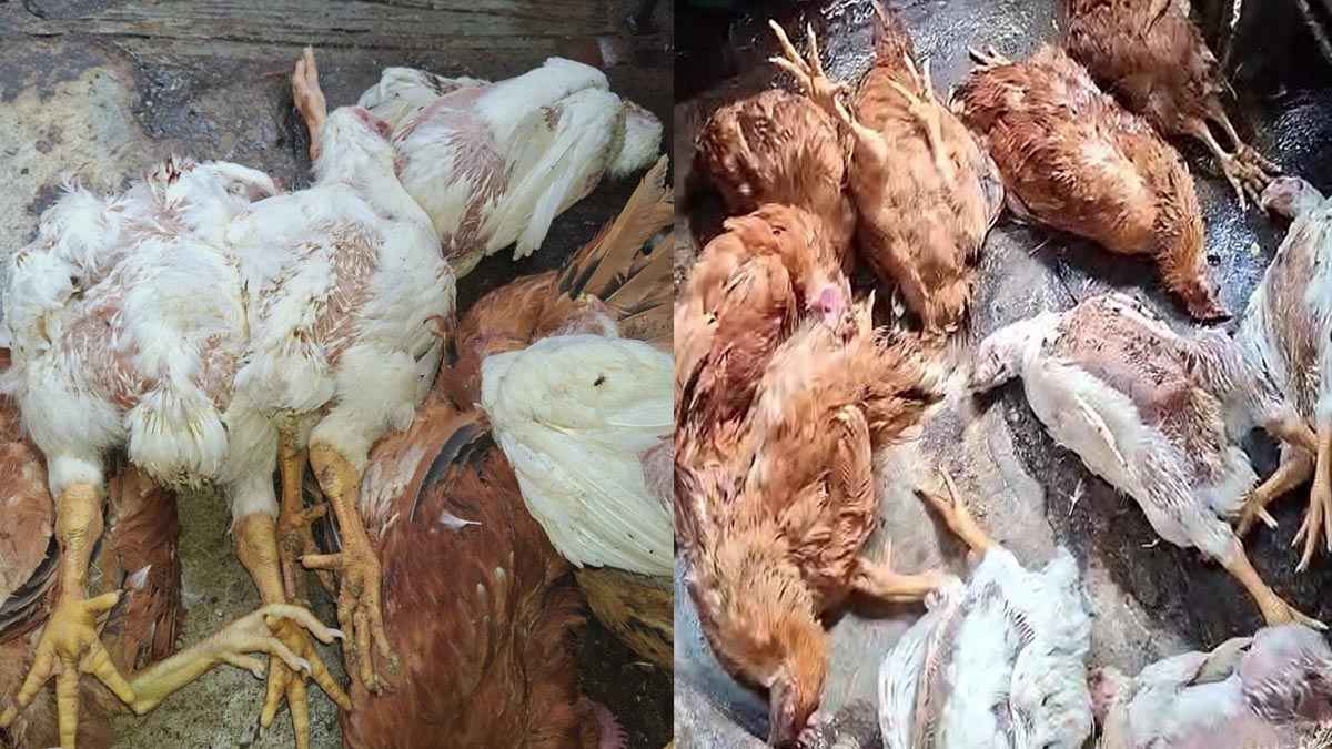 মরা মুরগি বিক্রির জন্য সংরক্ষণ, চাঁদপুরে ৪ ব্যবসায়ীকে জরিমানা