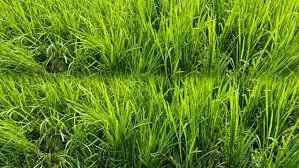 ধানখেত থেকে যুবকের মরদেহ উদ্ধার