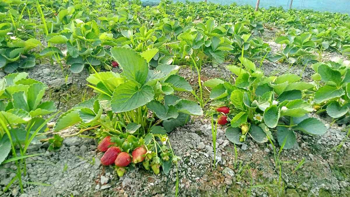 জয়পুরহাটে স্ট্রবেরি চাষে লাভবান হচ্ছেন কৃষকরা