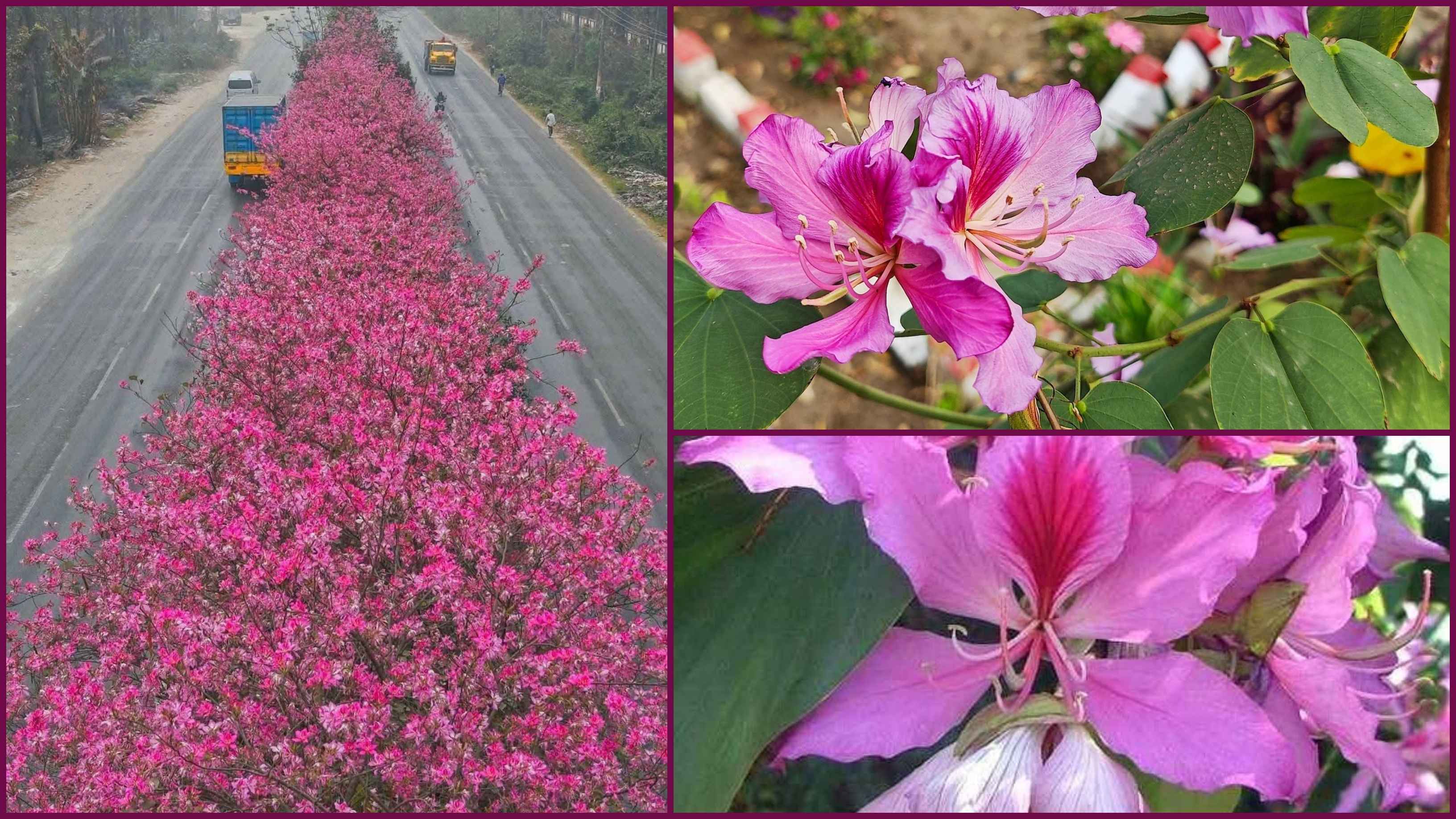 পলাশ-শিমুলের ভিড়ে স্নিগ্ধতার নাম কাঞ্চন