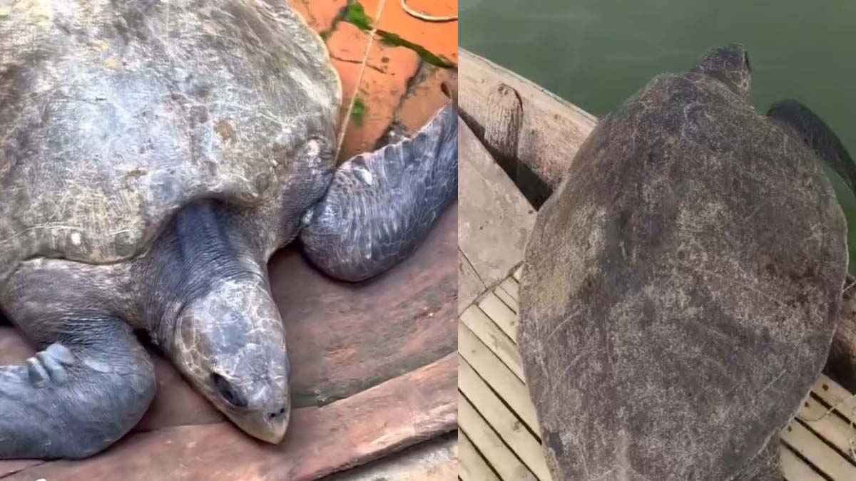 মাদারীপুরে ৩২ কেজির সামুদ্রিক কচ্ছপ উদ্ধার করে পদ্মায় অবমুক্ত