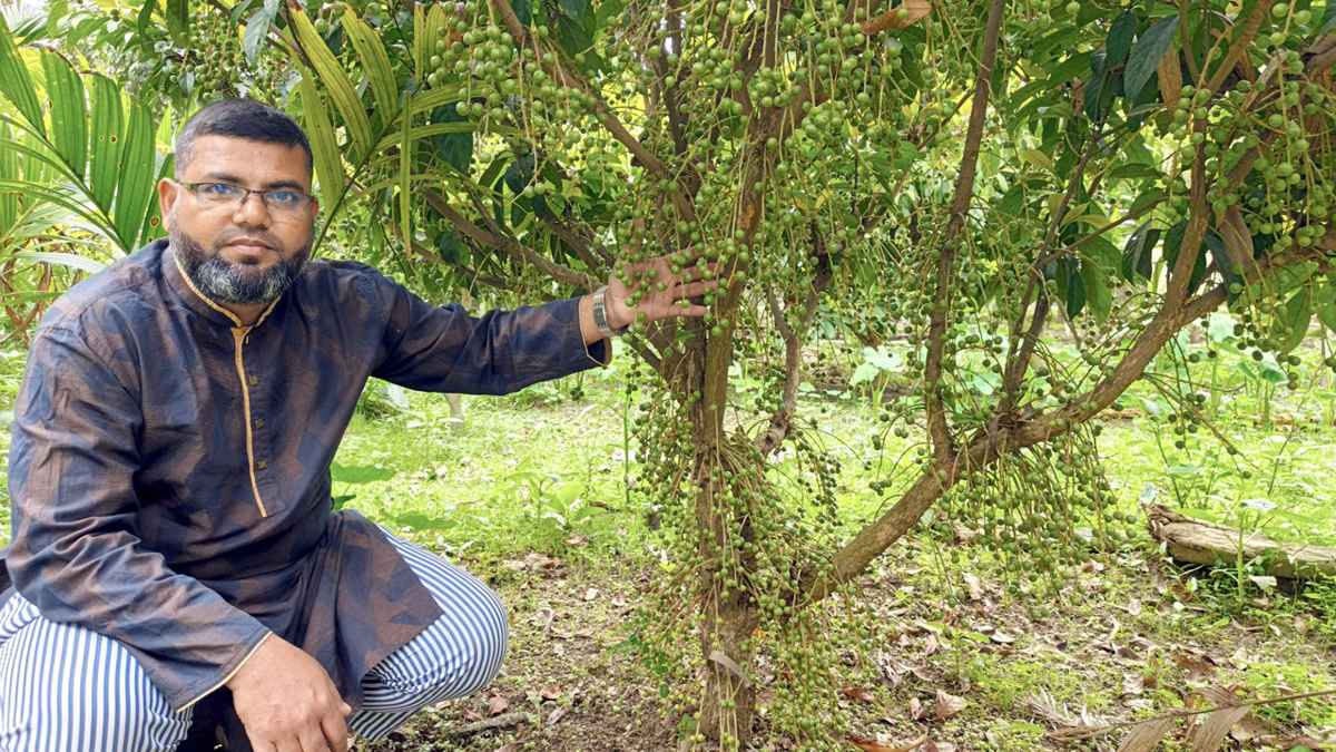 ইউটিউব দেখে লটকন চাষে বাবুর বাজিমাত