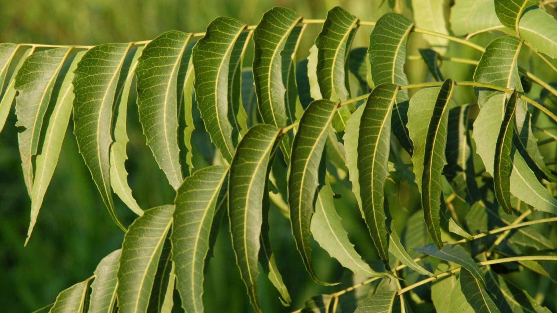 অগ্ন্যাশয়ের ক্যানসার নিরাময় করবে নিম?