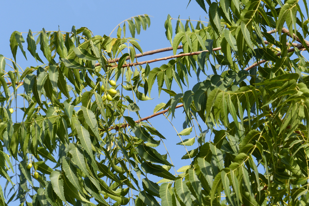 neem_2