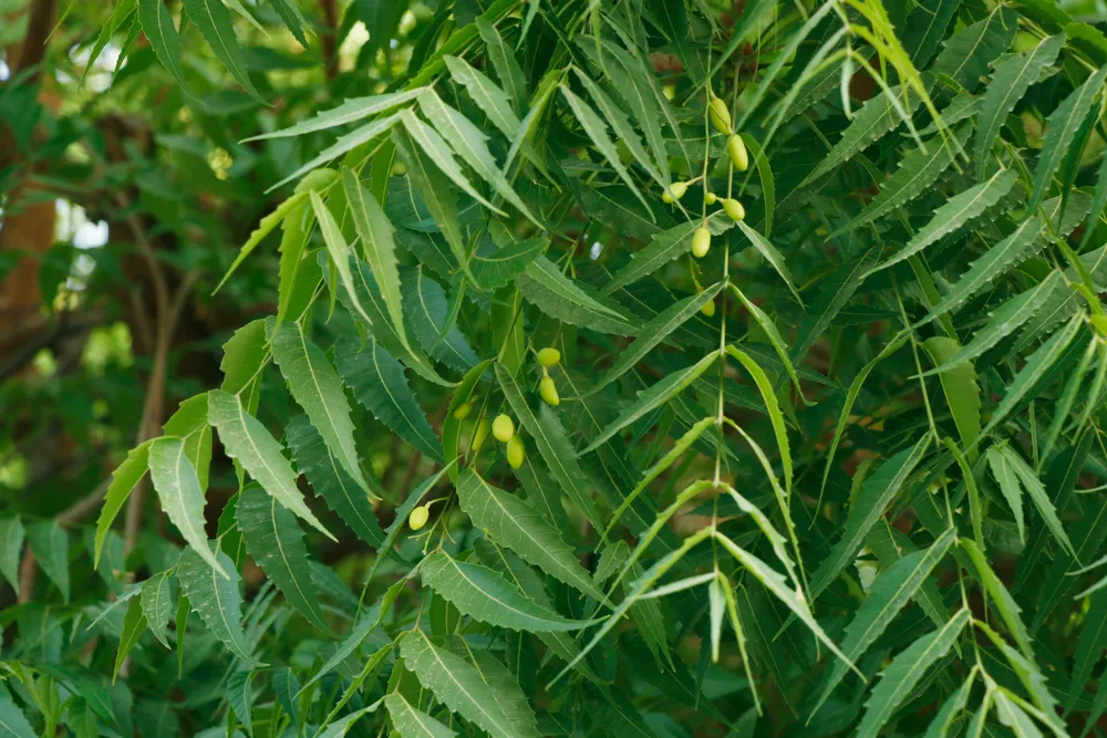 neem_4