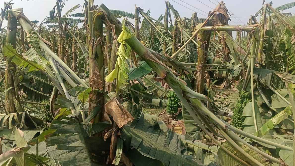 নওগাঁয় কালবৈশাখীর তাণ্ডবে শত শত হেক্টর জমির ফসল ক্ষতিগ্রস্ত