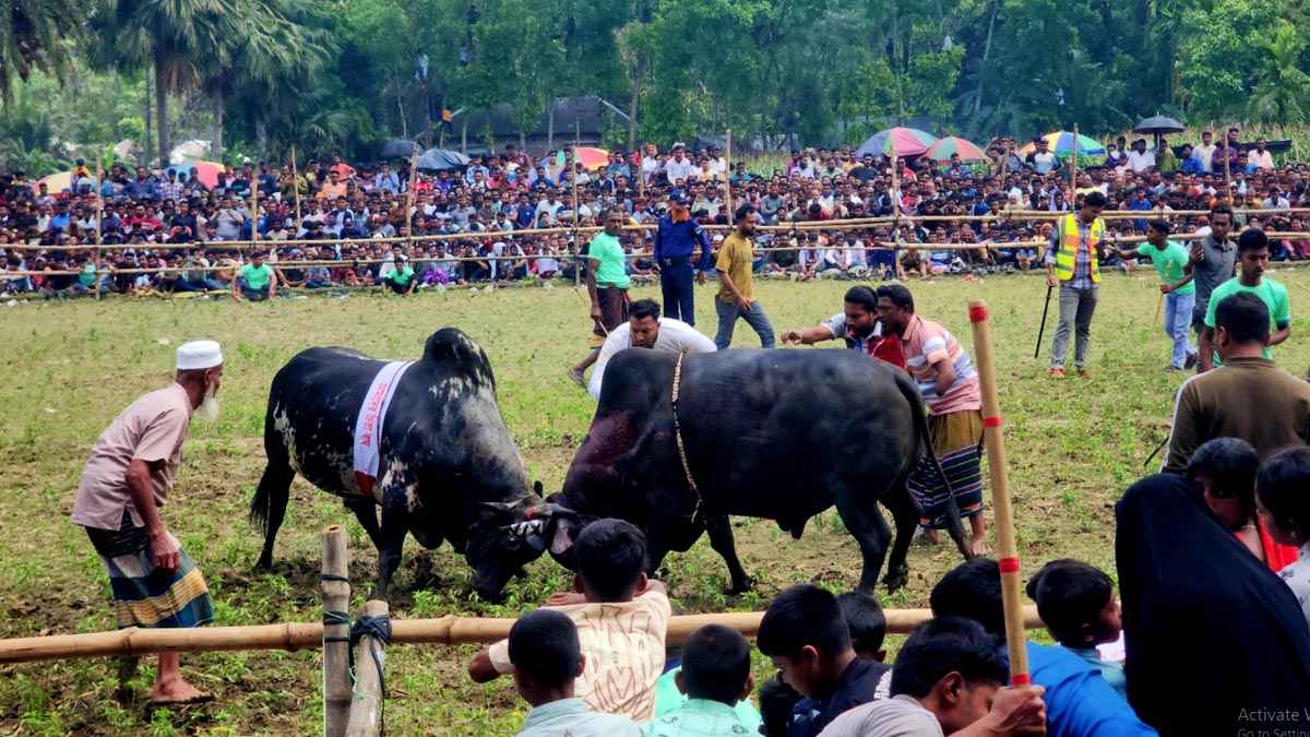 ঈদের আনন্দ বাড়িয়ে দিতে নড়াইলে ষাঁড়ের লড়াই