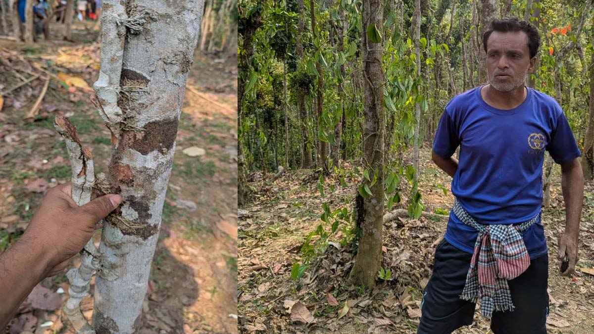 খাসিয়া পুঞ্জিতে সহস্রাধিক পান গাছ কেটে দিয়েছে দুর্বৃত্তরা