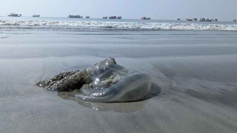 কুয়াকাটা সৈকতে বাড়ছে জেলিফিশের উপদ্রব