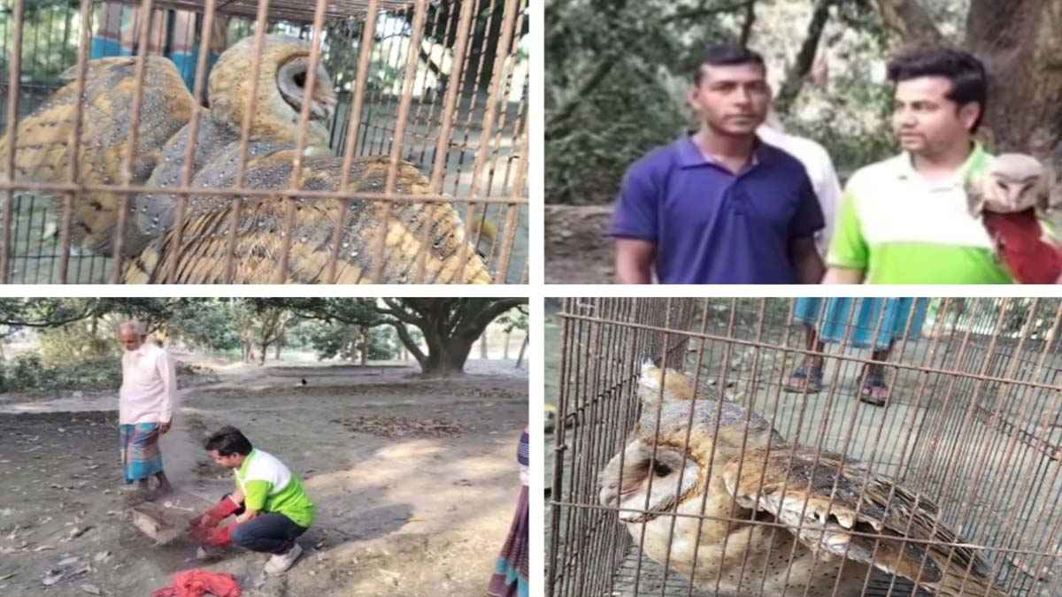 নাটোরে লক্ষ্মীপ্যাঁচা উদ্ধার