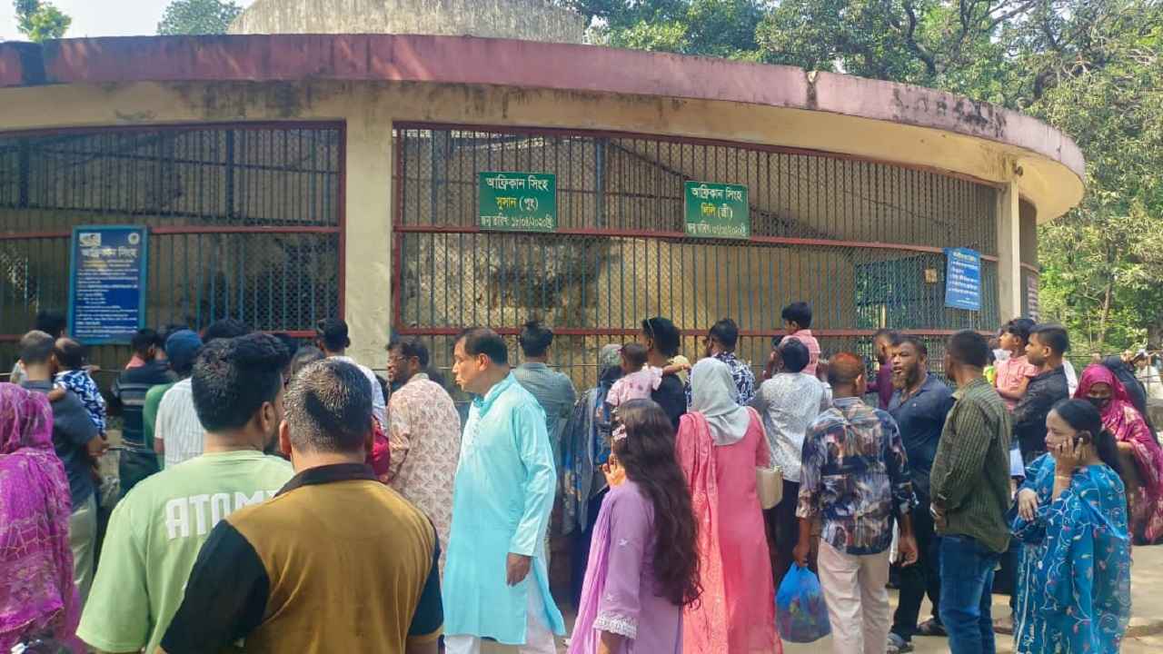 আফ্রিকান সিংহ দম্পতি দেখতে চিড়িয়াখানায় দর্শনার্থীর ভিড়